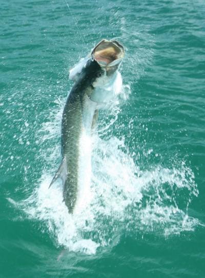 Tarpon fishing in Boca Grande Pass, Southwest Florida