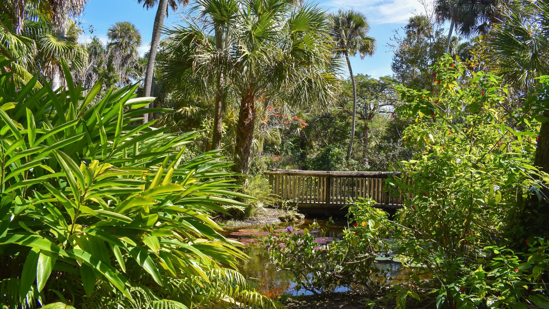 Tropical hammock, ponds and water lilies at McKee Botanical Garden in Vero Beach, Florida