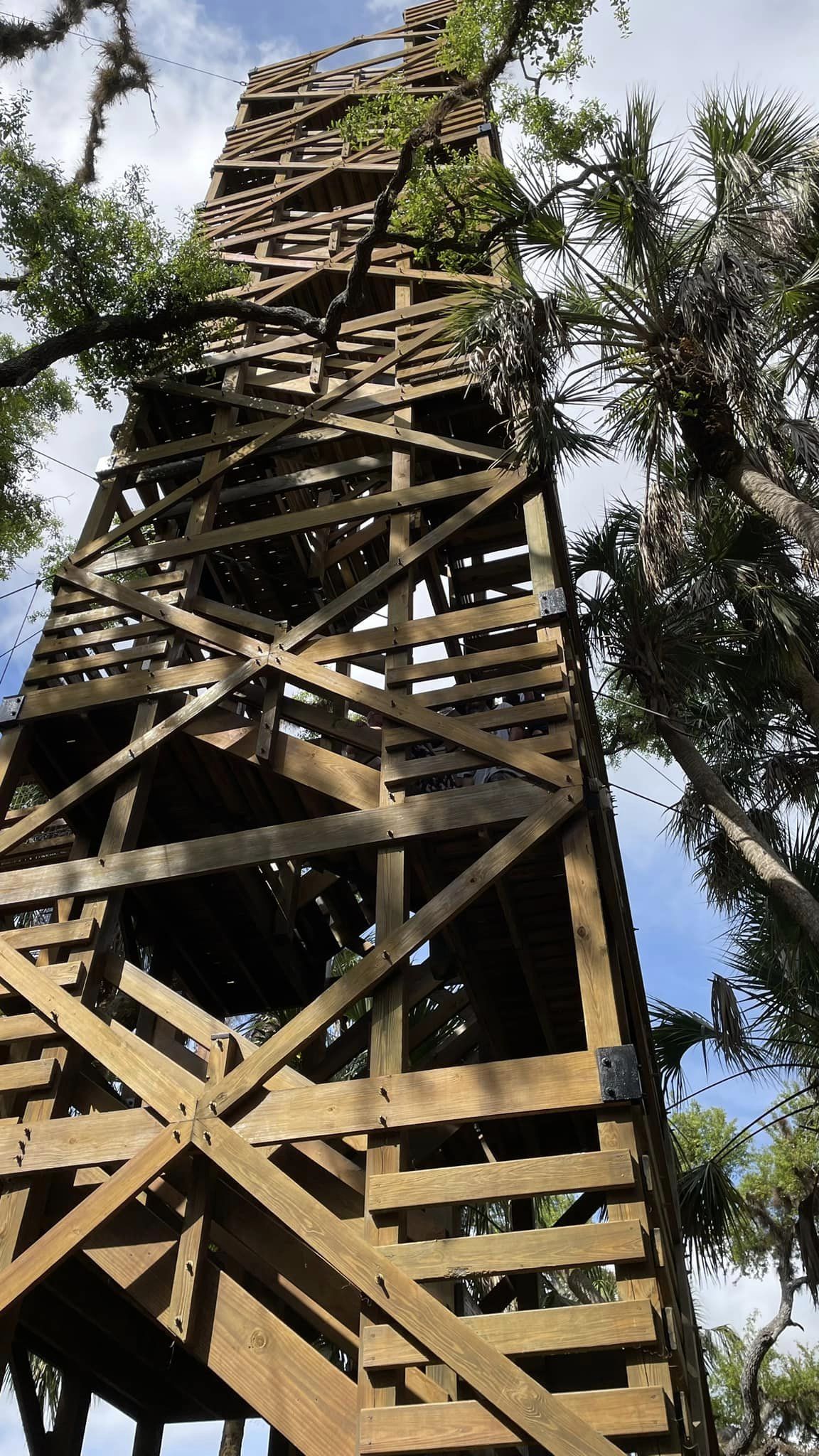 The wooden canopy walkway tower rising through oaks and cabbage palms at Myakka River State Park, Florida
