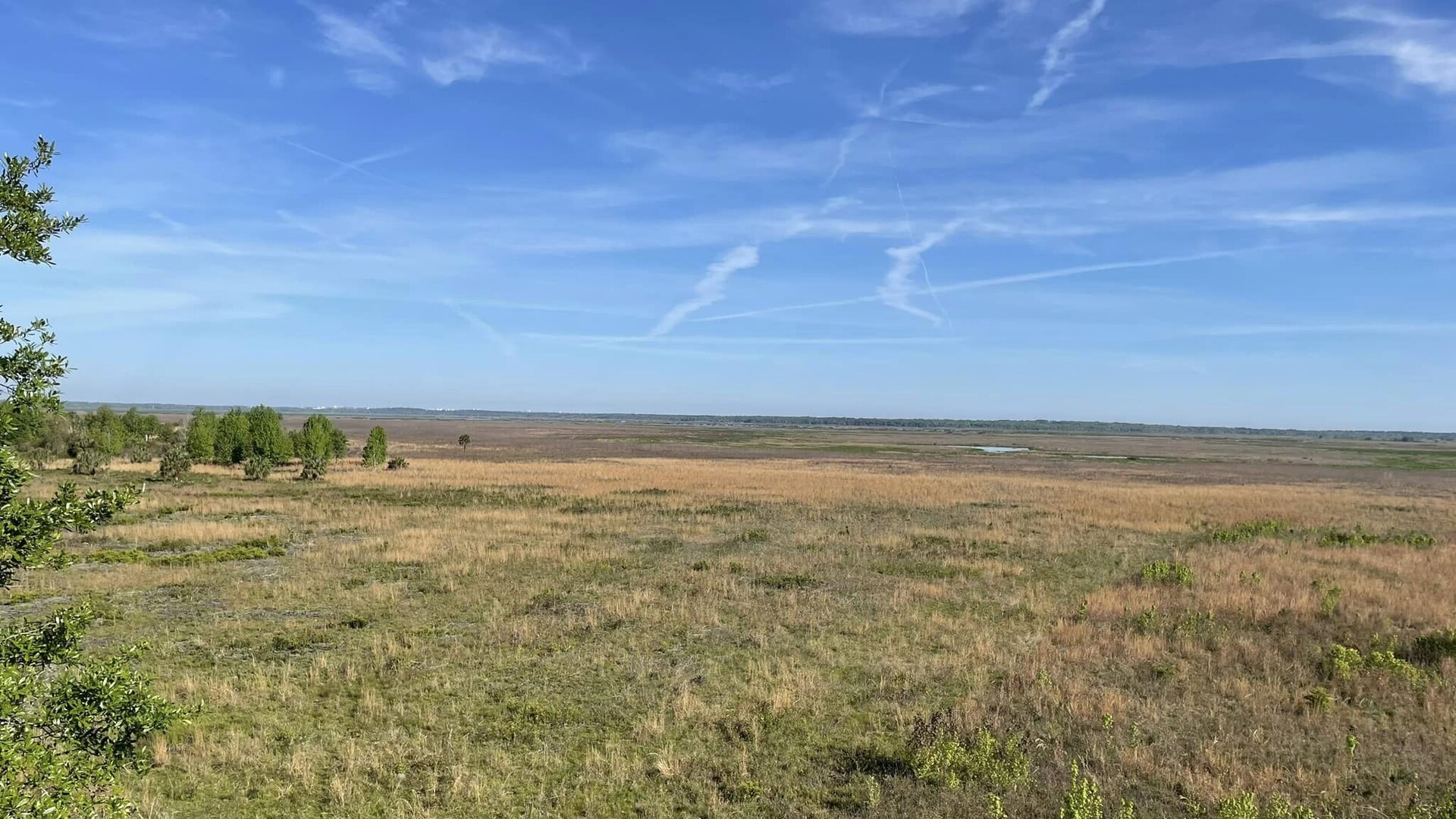 Dry prairie and wetland stretching to a distant treeline at Myakka River State Park, Sarasota County, Florida